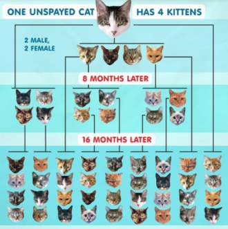 cost to neuter a cat